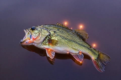 Big Bass Splash - Pragmatic Play Slot bei SpinGranny Casino